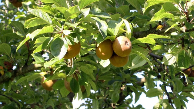 Äpfel hängen an einem Baum.