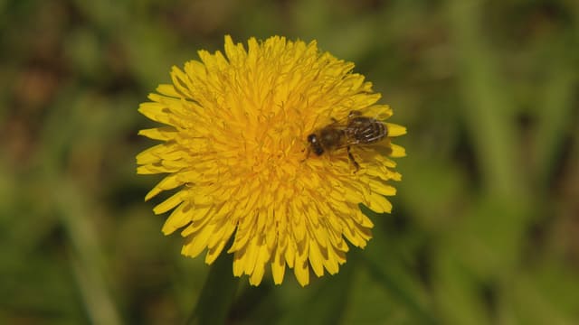 Eine Biene sitzt auf einer Löwenzahnblüte.