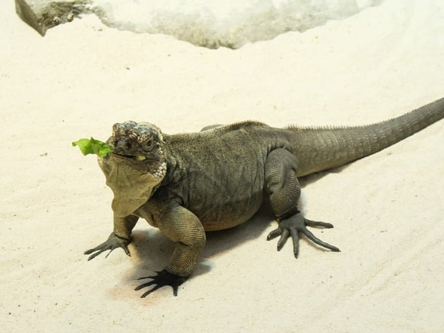 Leguan mit einem Blatt im Maul