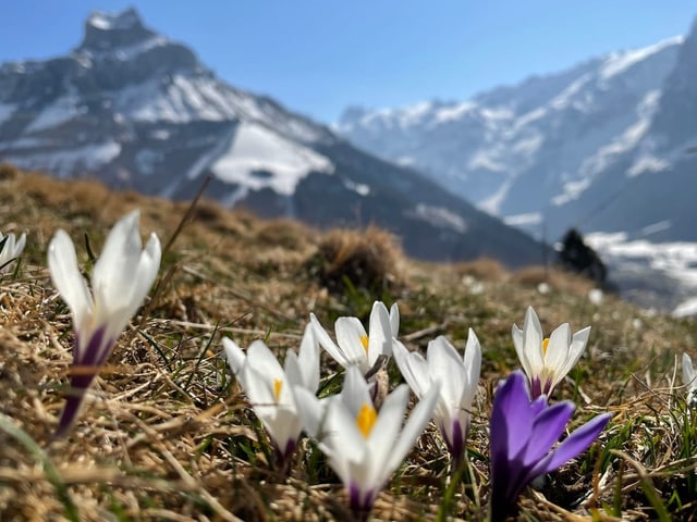 weisse und violette Blüten.