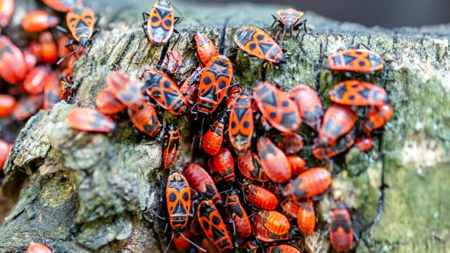 Viele Feuerwanzen an einem Baumstamm