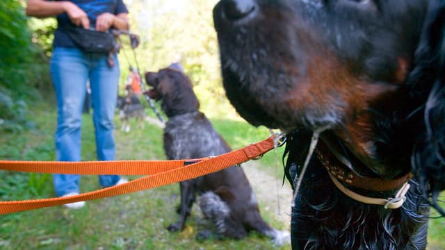 Hund an der Leine.