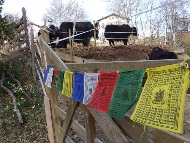 Yaks im Stall. Davor die Tibet- Gebetsfahne.