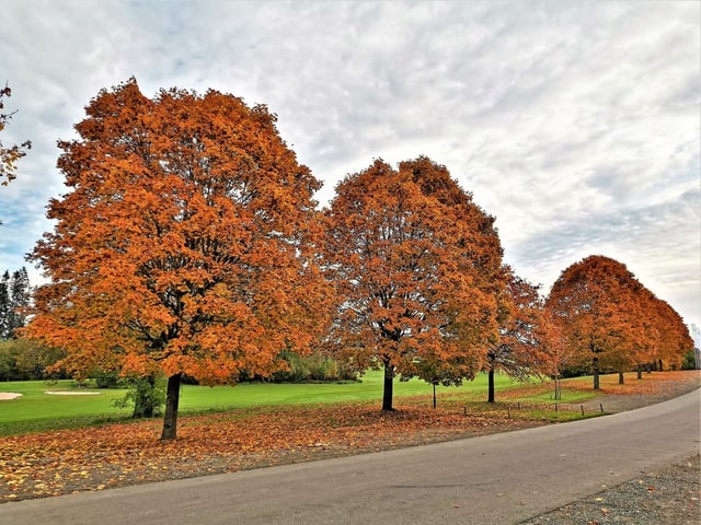 Herbstliche Verfärbung