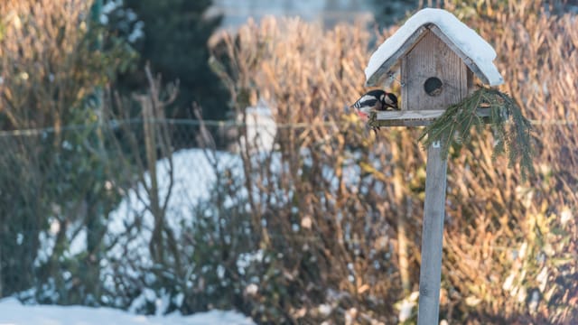 Ein Buntspecht sitzt auf einem Vogelhaus und frisst.