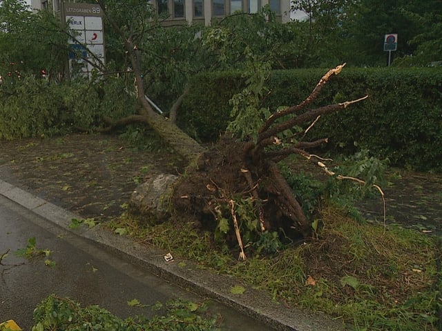 Baum mit Wurzel