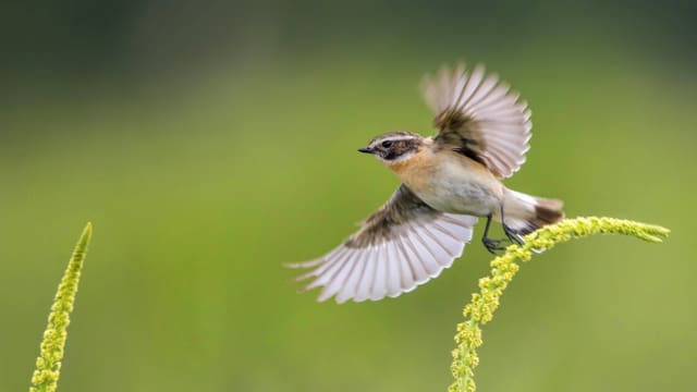 Ein Braunkehlchen im Abflug