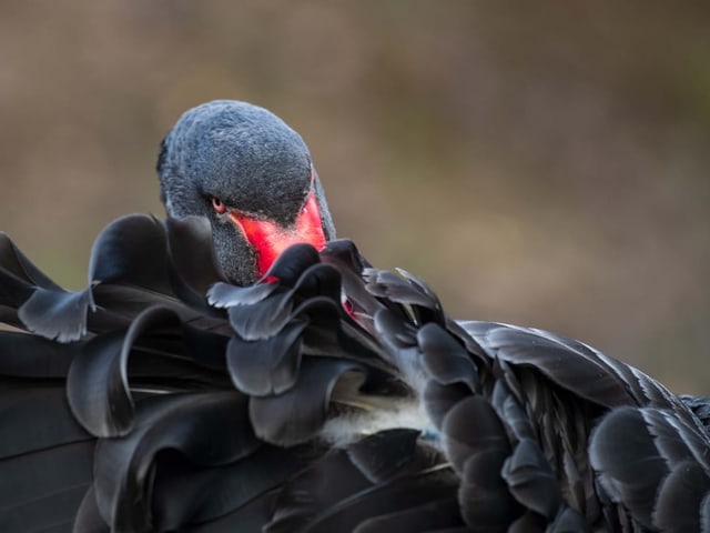 Ein schwarz gefiederter Schwan blickt über die Schulter zurück.