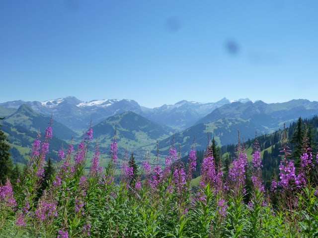 Bergpanorama unter blauem Himmel, davor eine Blumenwiese