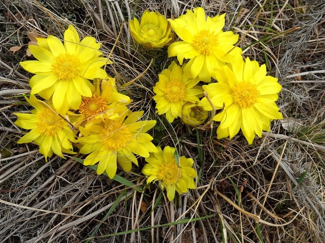 gelbe Blüten.