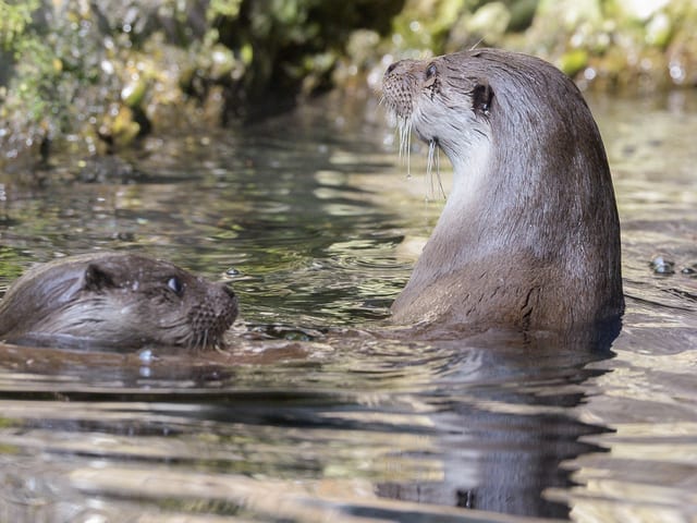 Zwei Fischotter schwimmen in einem Teich. 