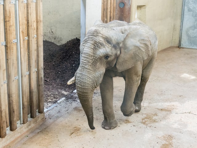 Elefant im Zoo Basel.