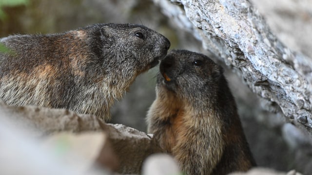 Zwei Murmeltiere, die sich fast berühren