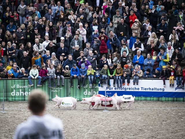 Menschenmenge schaut Schweinerennen zu.