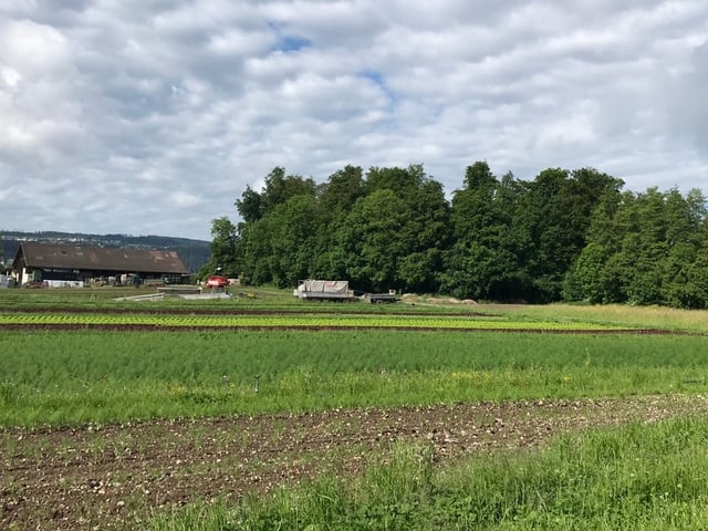 Weites Feld mit Bäumen und Bauernhof im Hintergrund.