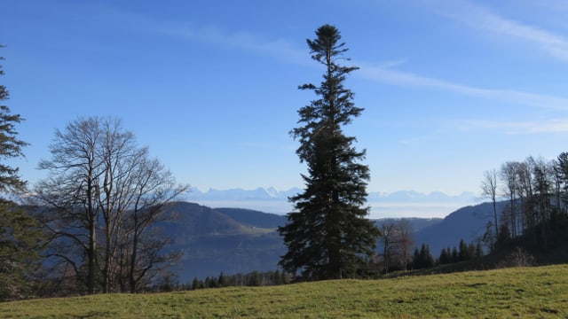 View from the quintanal towards the foggy field at the foot of the Jura.