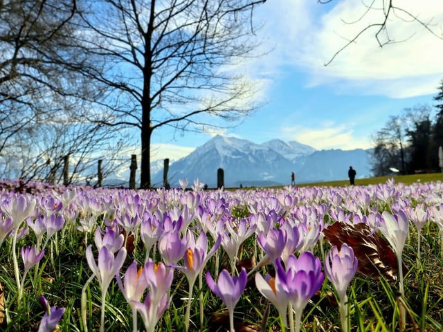 Blühende Krokusse auf einer Wiese