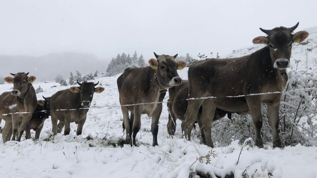 Winter In Der Schweiz Das Sind Die Schonsten Schnee Bilder Aus Unserer Community News Srf