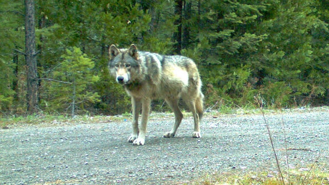 Wolf auf Strasse