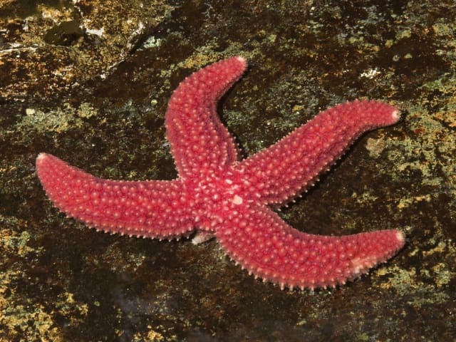 Ein roter Seestern mit nachwachsendem fünftem Arm liegt auf dem Meeresboden.