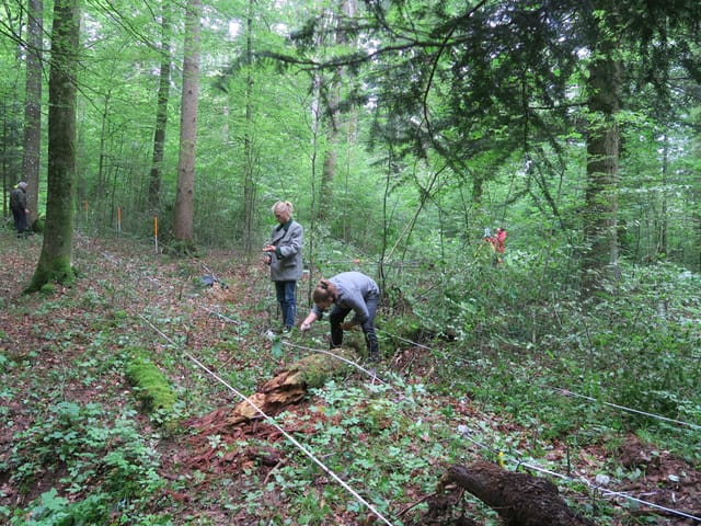 Mehrere Personen stehen im Wald und stecken Elektroden ein.