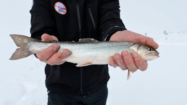 Ein Eisfischer auf dem Melchsee im Kanton Obwalden hält einen frisch gefangenen Fisch in den Händen.