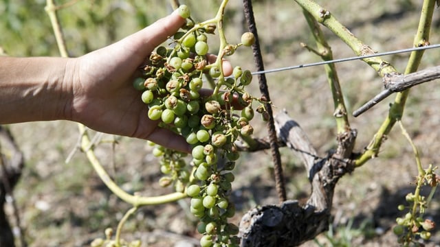 Insbesondere die heftigen Unwetter mit Hagel haben dem Schweizer Wein dieses Jahr zugesetzt.