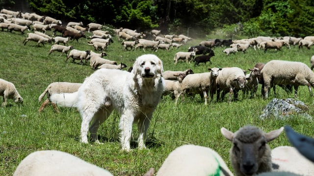 Hund mit Schafherde