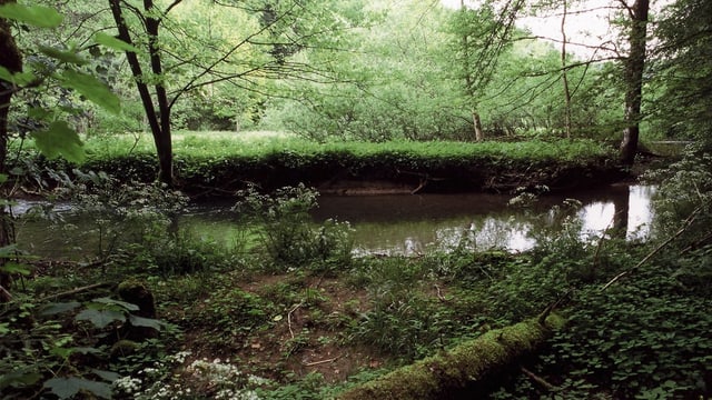 Blick auf ein grün bewachsenes Flussufer.