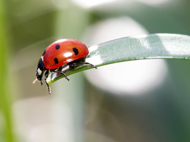 Einstein Online Diese 10 Insekten Sollten Sie In Ihrem Garten