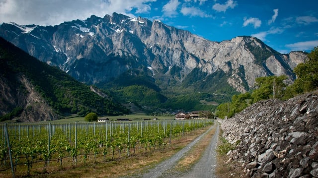 Reben, Berge im HIntergrund