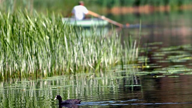 Im Sommer ist die Wasserqualität im Moossee schlecht.