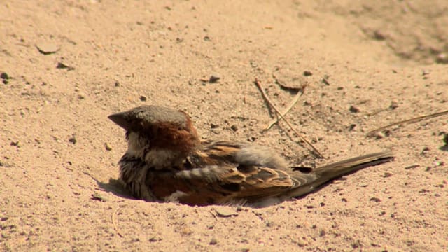 Spatz nimmt ein Sandbad