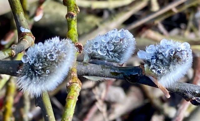 Weidenkätzchen an einem Baum.