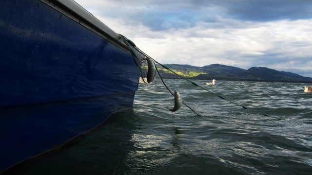 Fischnetz mit zwei Fischen drin