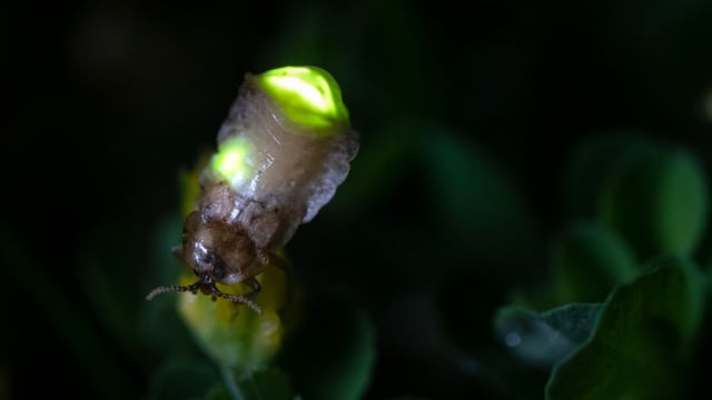 Ein Glühwürmchen sitzt auf einem grünen Blatt.