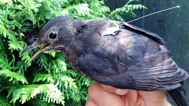 Eine Amsel trägt einen Sensor am Rücken. 