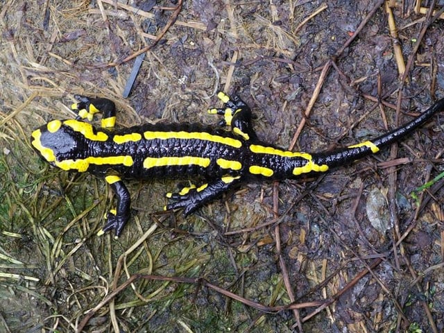 Feuersalamander