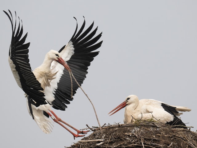 Zwei Störche beim Nest.