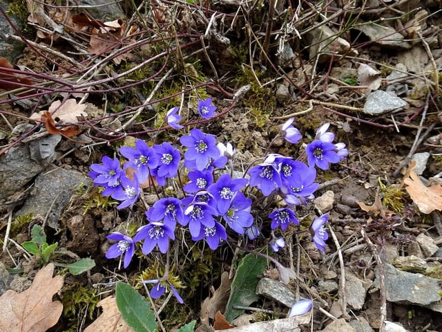 Auch im Wald auf dem Adonispfad zwischen Saxon und Charrat beginnt es zu blühen.