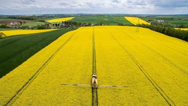 Blühende Rapsfelder aus der Luft fotografiert.