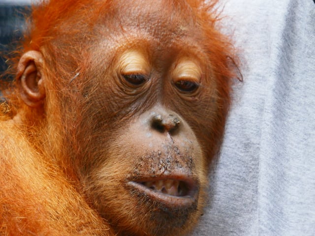 Orang-Utan Baby 