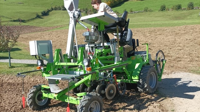 Maschine screent Getreide auf Feld