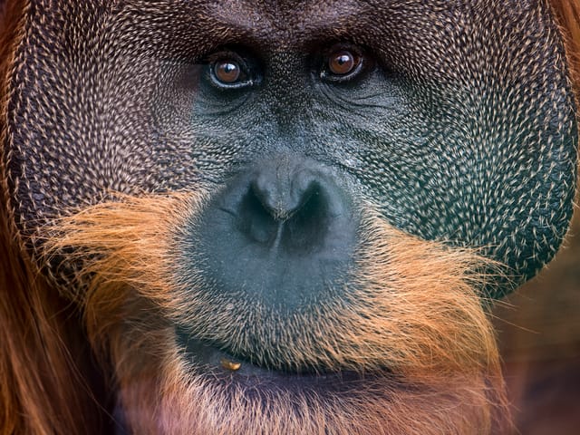 Eine Nahaufnahme eines Orang-Utans.