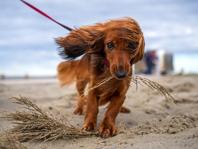 Ein Dackel wird vom Wind verweht.