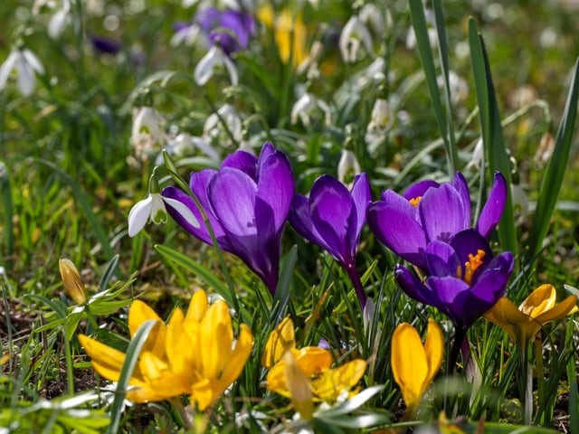 Krokusse und Schneeglöckchen in einer Wiese.