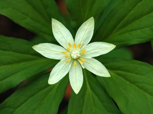 Weisse Blume mit grünen Blättern.