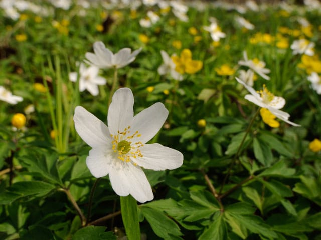 weisse Anemonen in einer Wiese