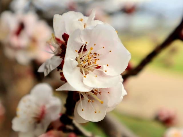 weisse Blüten.