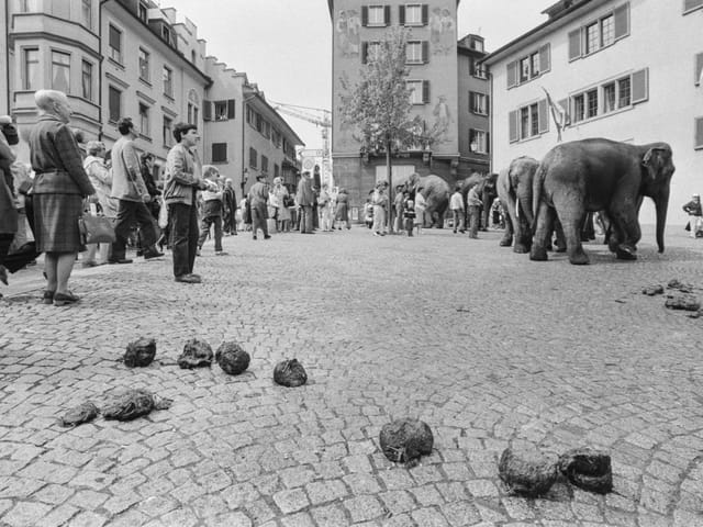 Hinterlassenschaft der Elefanten in der Stadt.